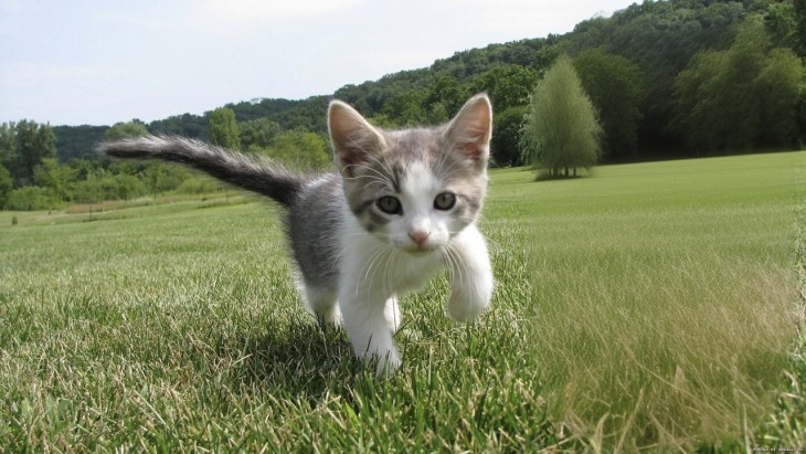 01138-705123348-close20up20of20a20kitten20in20a20field.png