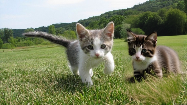 01147-3095346590-photo_of_two_kittens_in_a_field.png