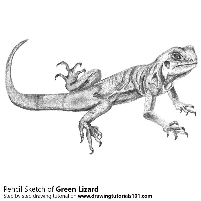 Green-Lizard-Pencil-Drawing-Sketch.jpg