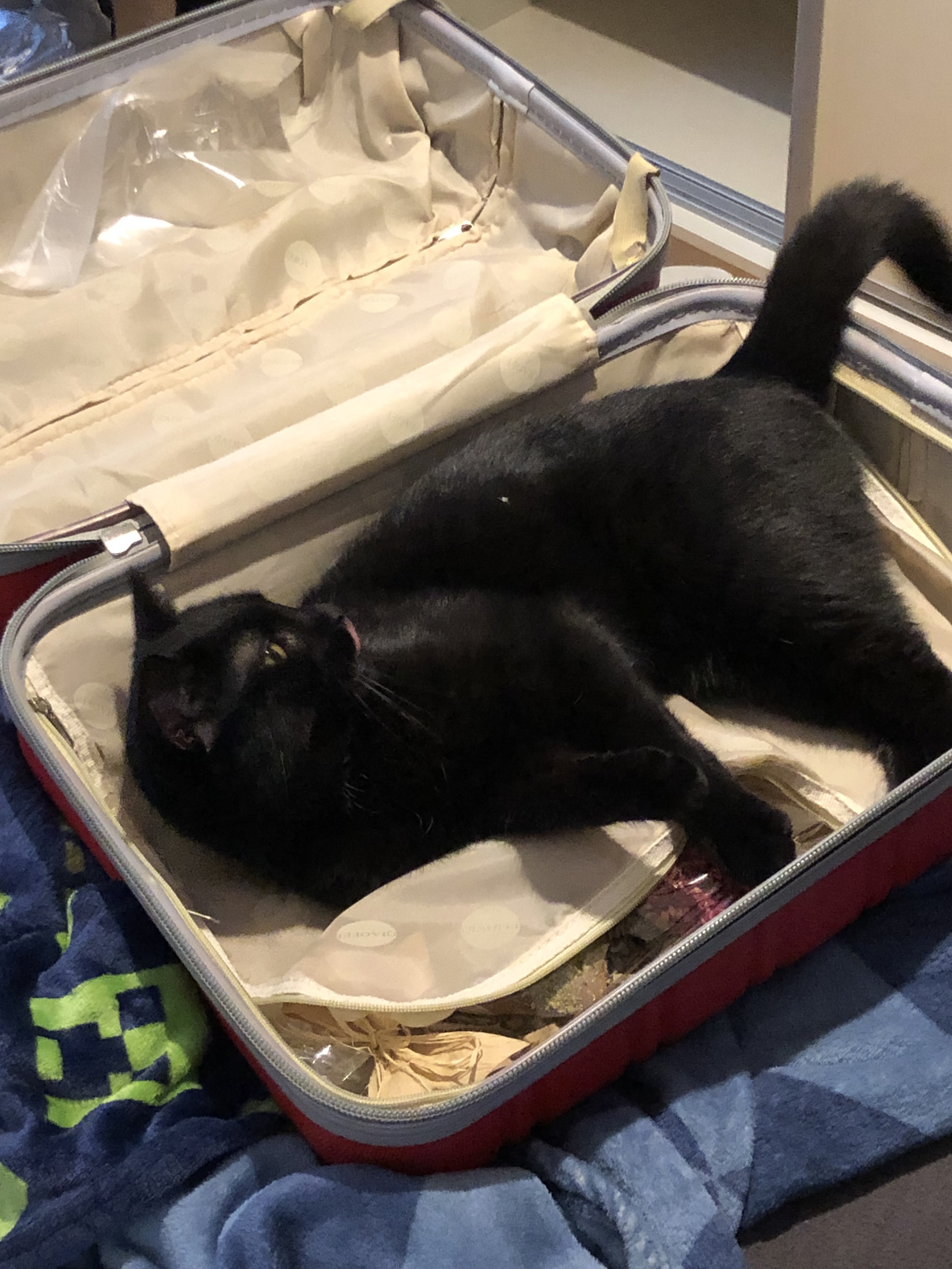 yo-can-i-post-a-pic-of-my-cat-here-sons-of-the-forest