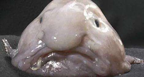 Blobfish-ugly-470.webp