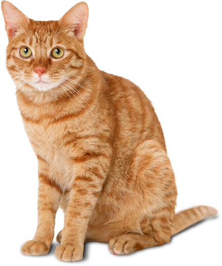 cat-png-40351.png