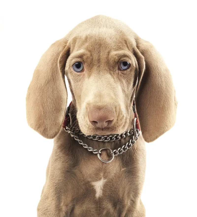 weimaraner-dog-pure-white-background-cute-young-33321196.png