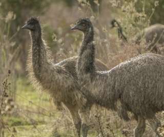 emus-dromaius-novaehollandiae-blowering-dam-kosciuszko-area-150013.jpg