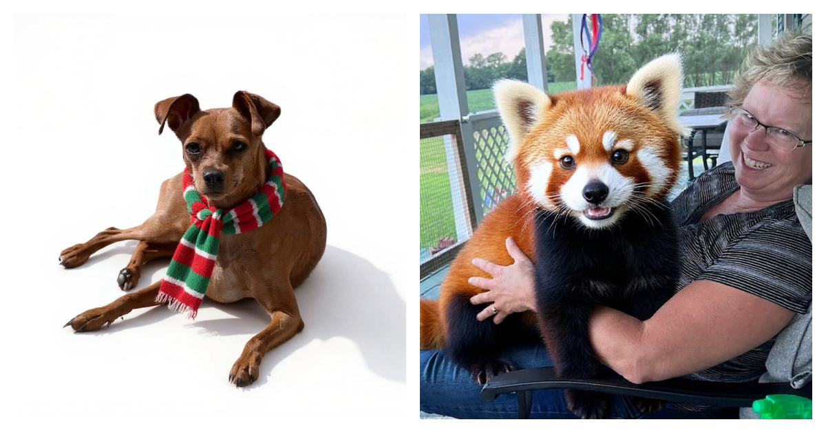 Zoo You - Professional AI Pet Transformation